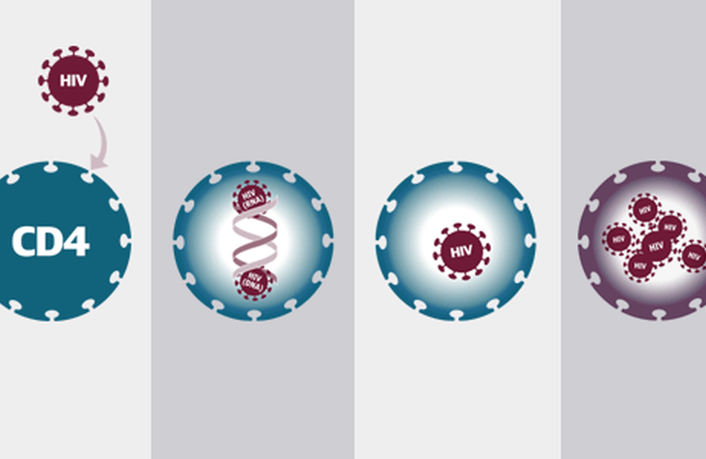 Detail from the NAM leaflet, How treatment works, showing different stages of the HIV lifecycle targeted by antiretroviral drugs. See www.aidsmap.com/thebasics
