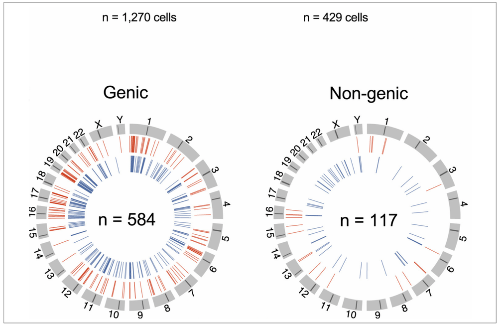This figure from the journal article shows how all the pieces of proviral DNA found in all six study participants' cells were distributed around the 23 pairs of chromosomes in the cells' nuclei. The red lines are DNA that gave rise, at one or more time points, to viral RNA, and the blue lines are DNA that never did. It can be seen that RNA production was rare from DNA that was located outside active gene sites in the 'gene deserts'. This figure from the journal article shows how all the pieces of proviral DNA found in all six study participants' cells were distributed around the 23 pairs of chromosomes in the cells' nuclei. The red lines are DNA that gave rise, at one or more time points, to viral RNA, and the blue lines are DNA that never did. It can be seen that RNA production was rare from DNA that was located outside active gene sites in the 'gene deserts'.