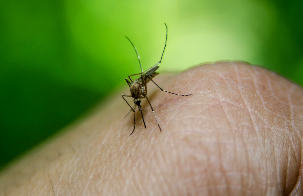 Can mosquitoes transmit HIV? aidsmap